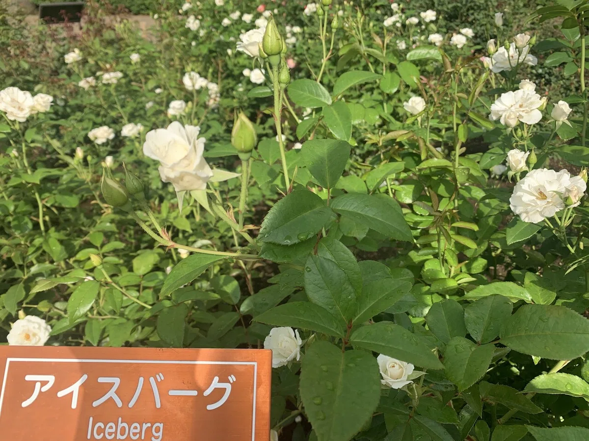 画像6