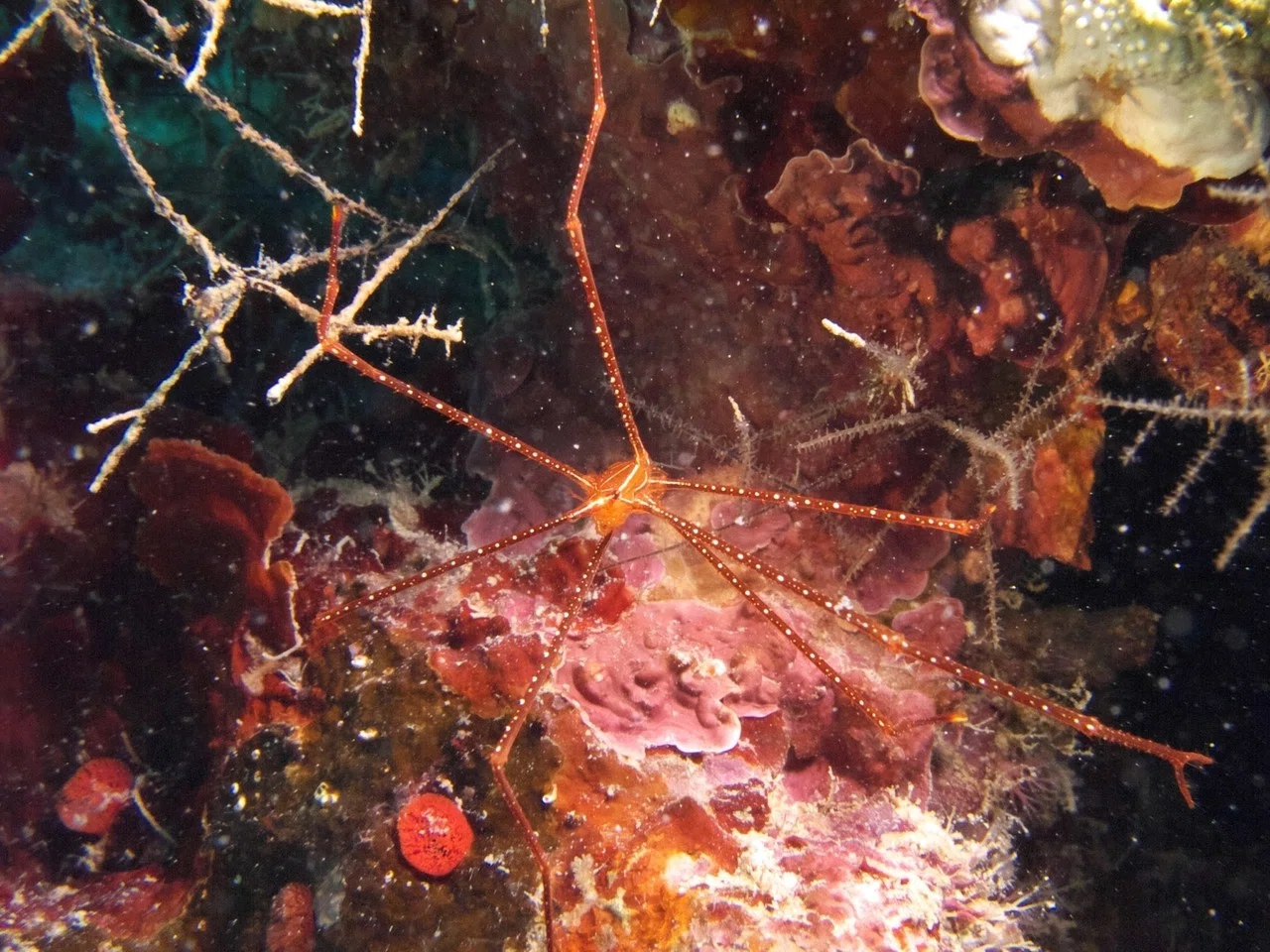 癒やしの海 石垣島の水中写真no028 ゴールドラッシュ Note