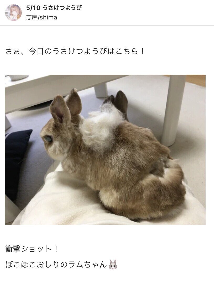 【うさこ】【2点まとめ】 ドコドコうさぎ】騒がしいうさぎを5分間堪能できる