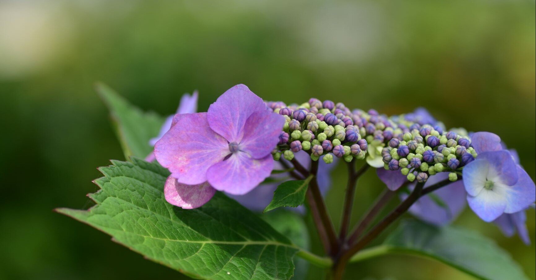生と死とうんこと毒 紅茶と蜂蜜 Note