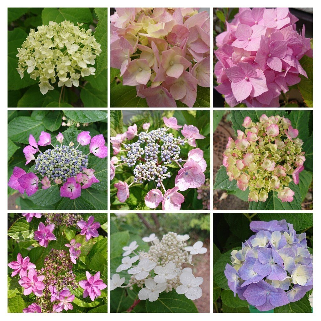 紫陽花 たかとも Note