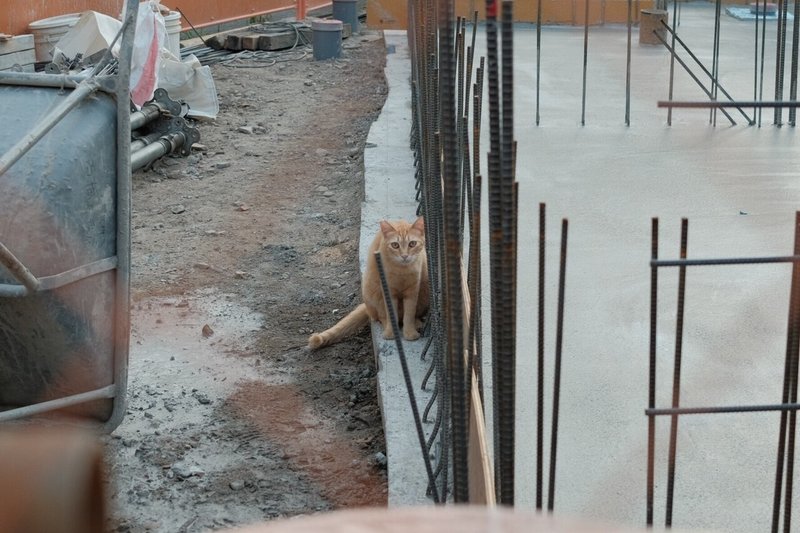 X100vと猫 とげらとげお Note