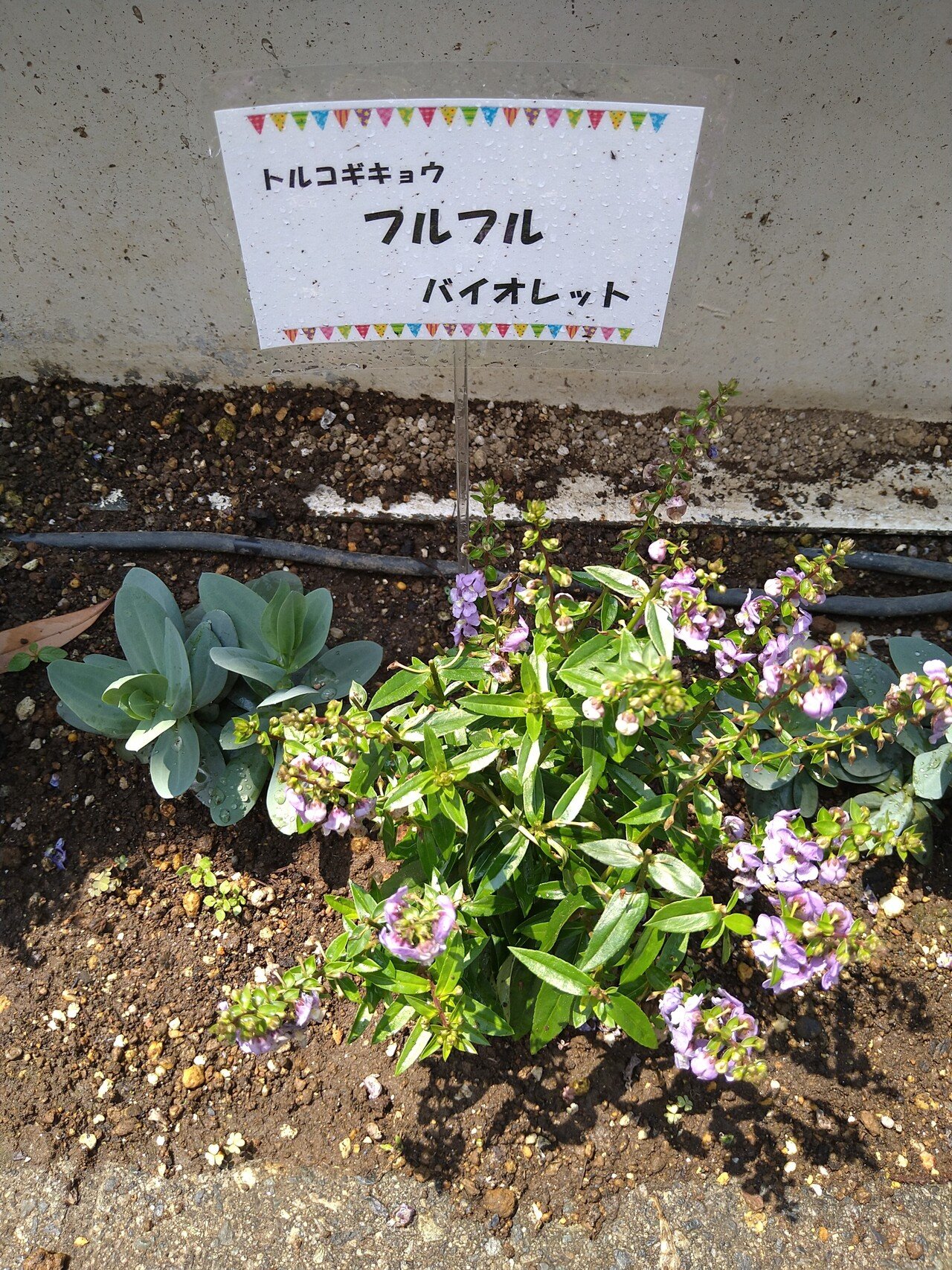 園芸店巡り ガーデンセンター横浜 サカタのタネ 神奈川県横浜市 飛祥園 ひしょうえん Hishoen ショウちゃんfarm Note 園芸店巡り ガーデンセンター横浜 サカタのタネ 神奈川県横浜市 飛祥園 ひしょうえん Hishoen ショウちゃんfarm Note