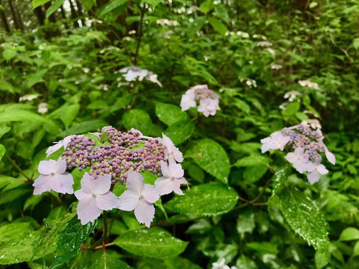 画像12