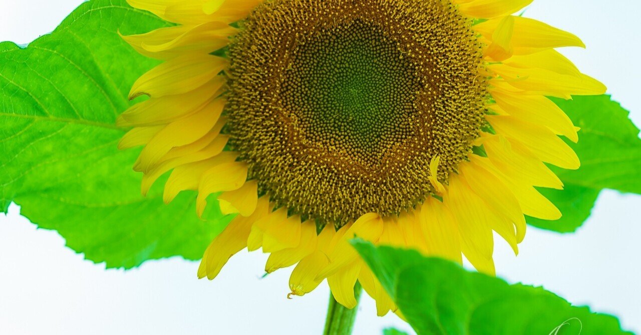 向日葵と女の子 結月音葉 Note