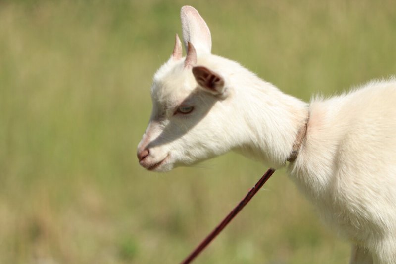 ユキちゃんという名前 夢見るヤギ飼い Note ユキちゃんという名前 夢見るヤギ飼い Note