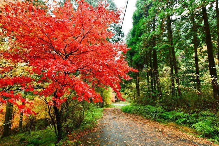 真っ赤に色づいた一本の紅葉と、道沿いに並ぶ木々の緑葉が、雨の中でも非常に生命力溢れる力強さを感じさせてくれました。