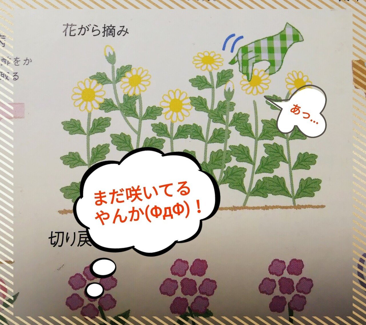 植物徒然 マツリカの開花 他編 楽水 Note