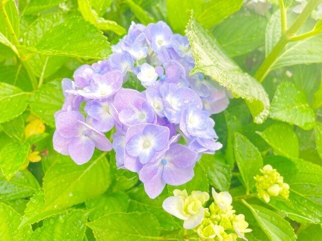 あじさい　紫陽花