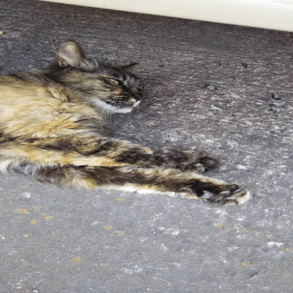 でろーん 近所の野良猫が可愛いすぎる 晴田そわか Note