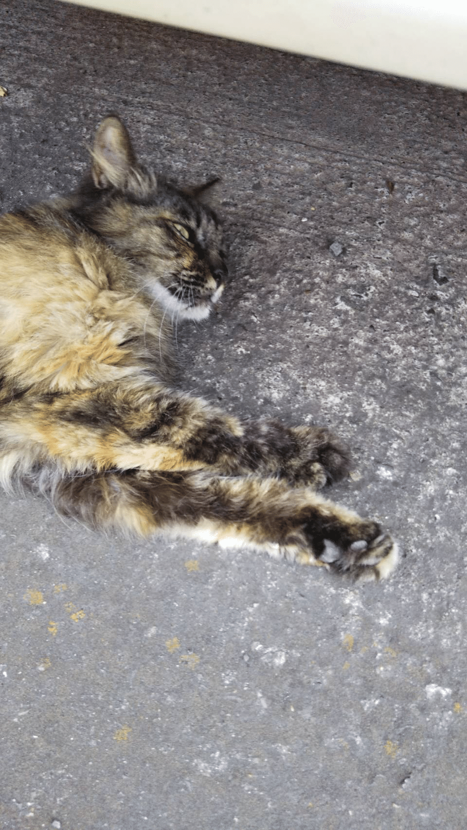 でろーん 近所の野良猫が可愛いすぎる 晴田そわか Note でろーん 近所の野良猫が可愛いすぎる 晴田そわか Note