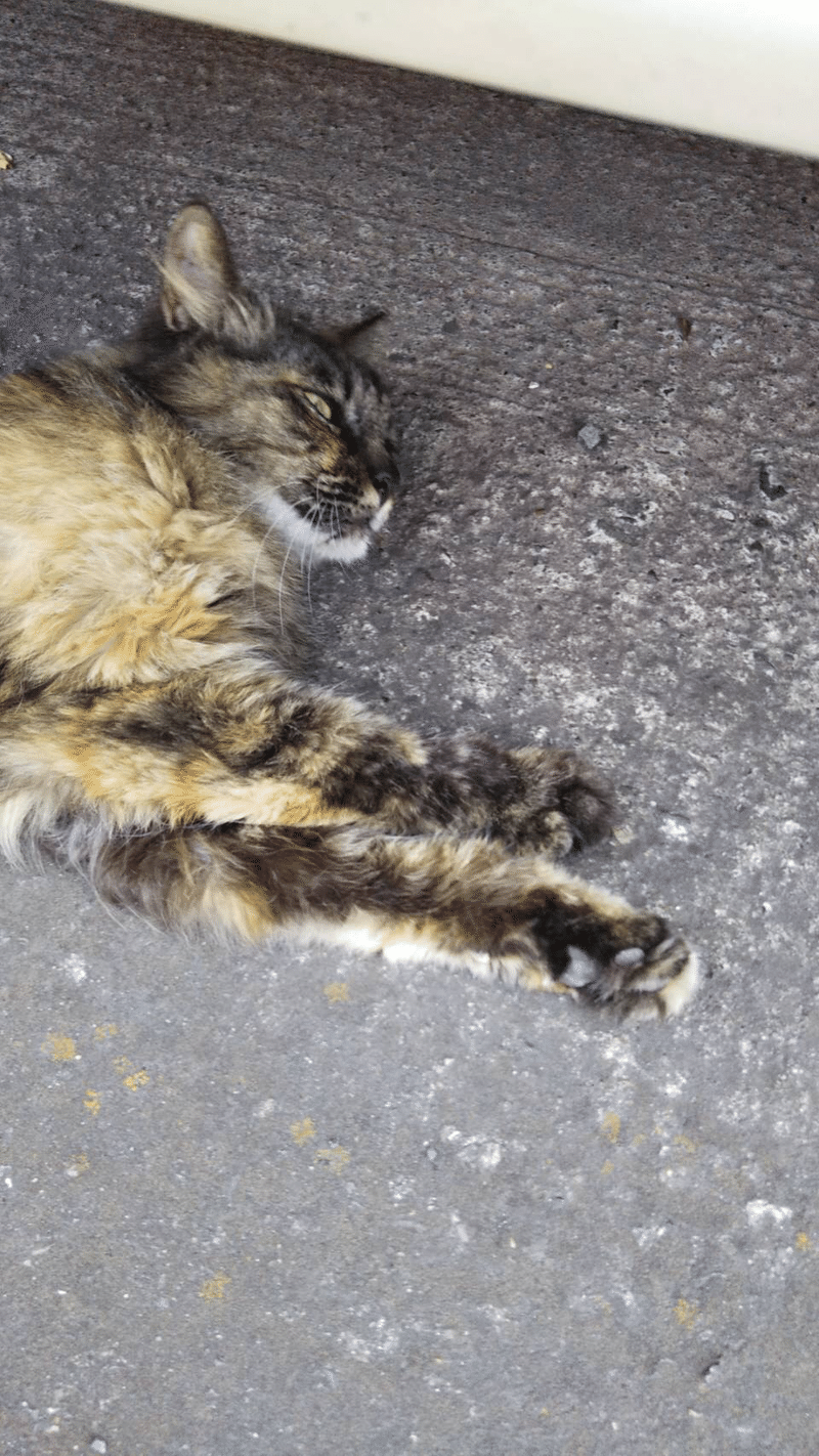 でろーん 近所の野良猫が可愛いすぎる 晴田そわか Note でろーん 近所の野良猫が可愛いすぎる 晴田そわか Note