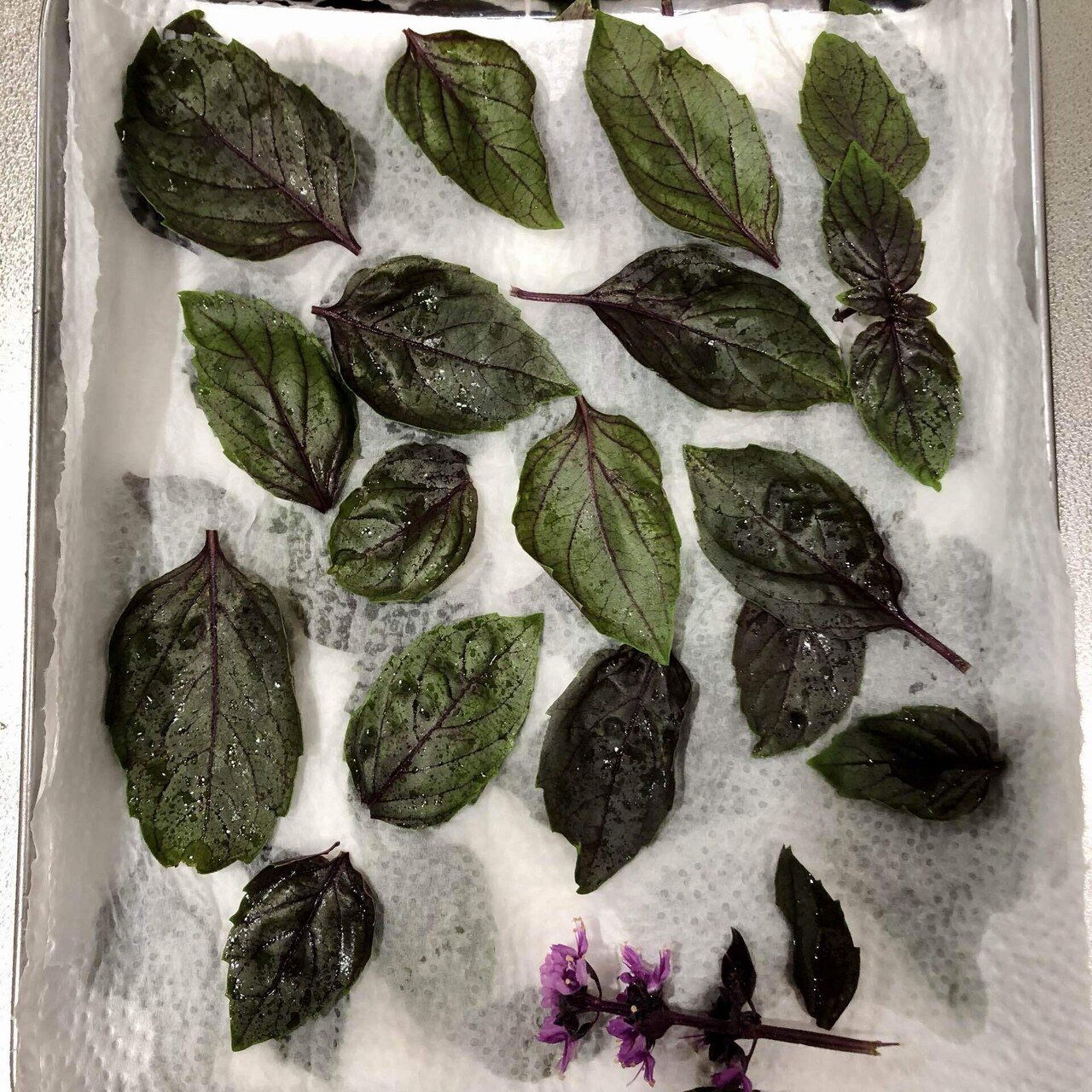 おうちごはんドキュメンタリー 紫バジルで作るペストジェノベーゼは何色になるのか Mamige Note おうちごはんドキュメンタリー 紫バジルで作るペストジェノベーゼは何色になるのか Mamige Note