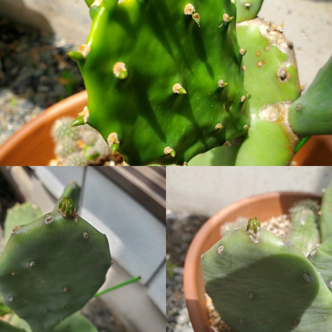 ウチワサボテンも増えてきた Izumi Note