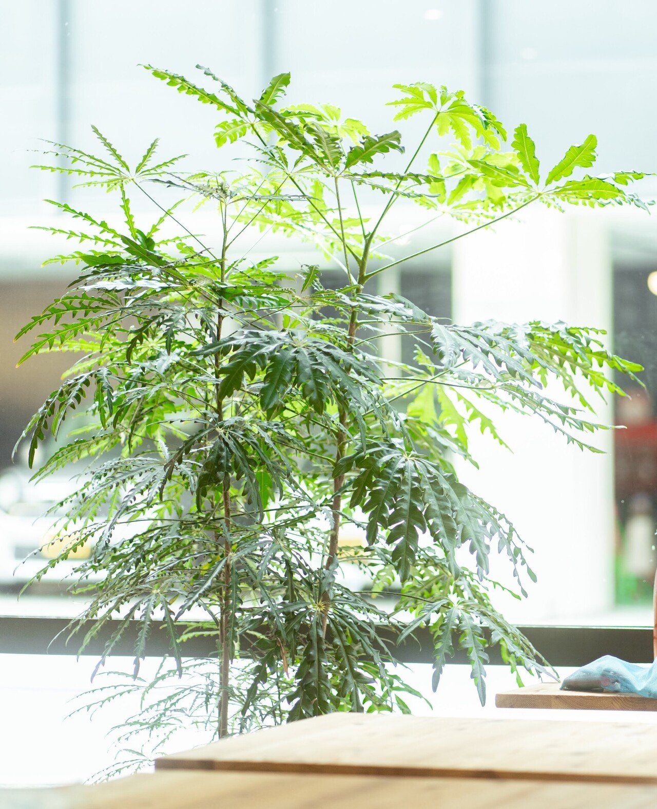 かいぜん 植物が増えて さらに居心地よい空間になりました Mass Mass Note