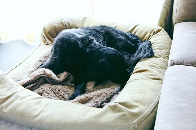 愛犬と囲む食卓 で感じる幸せ ペットカフェオーナーが語る 犬を飼うこと みんなの食卓21 松屋フーズ公式