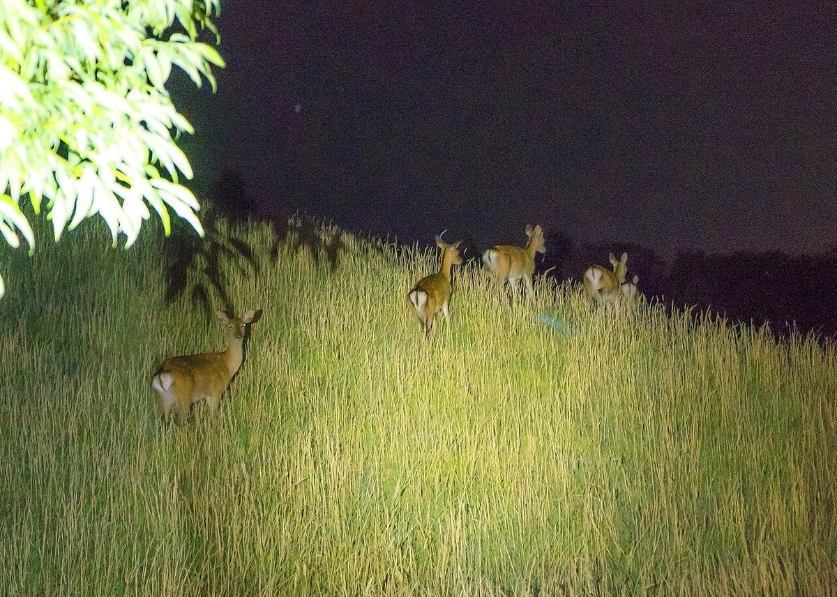 みる鹿ナイトツアー