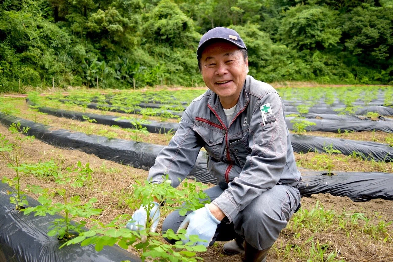 九州のシングルオリジン契約農場で収穫。有機栽培のモリンガを贅沢に