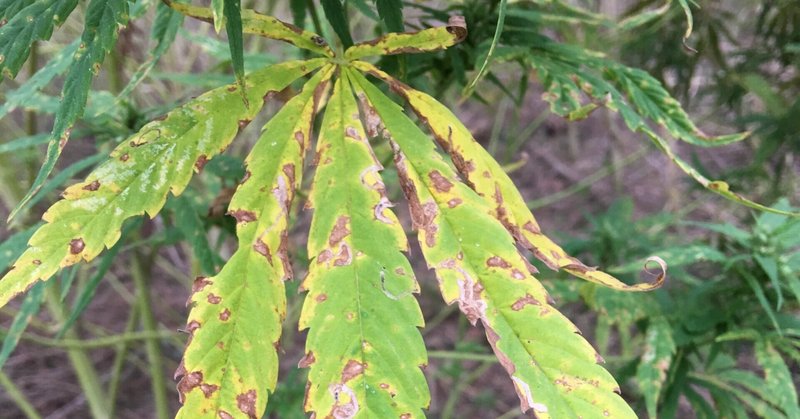 1-0「〈大麻等の薬物対策のあり方検討会〉の読み方」と「潮流」について　まえがきという名のまとめ