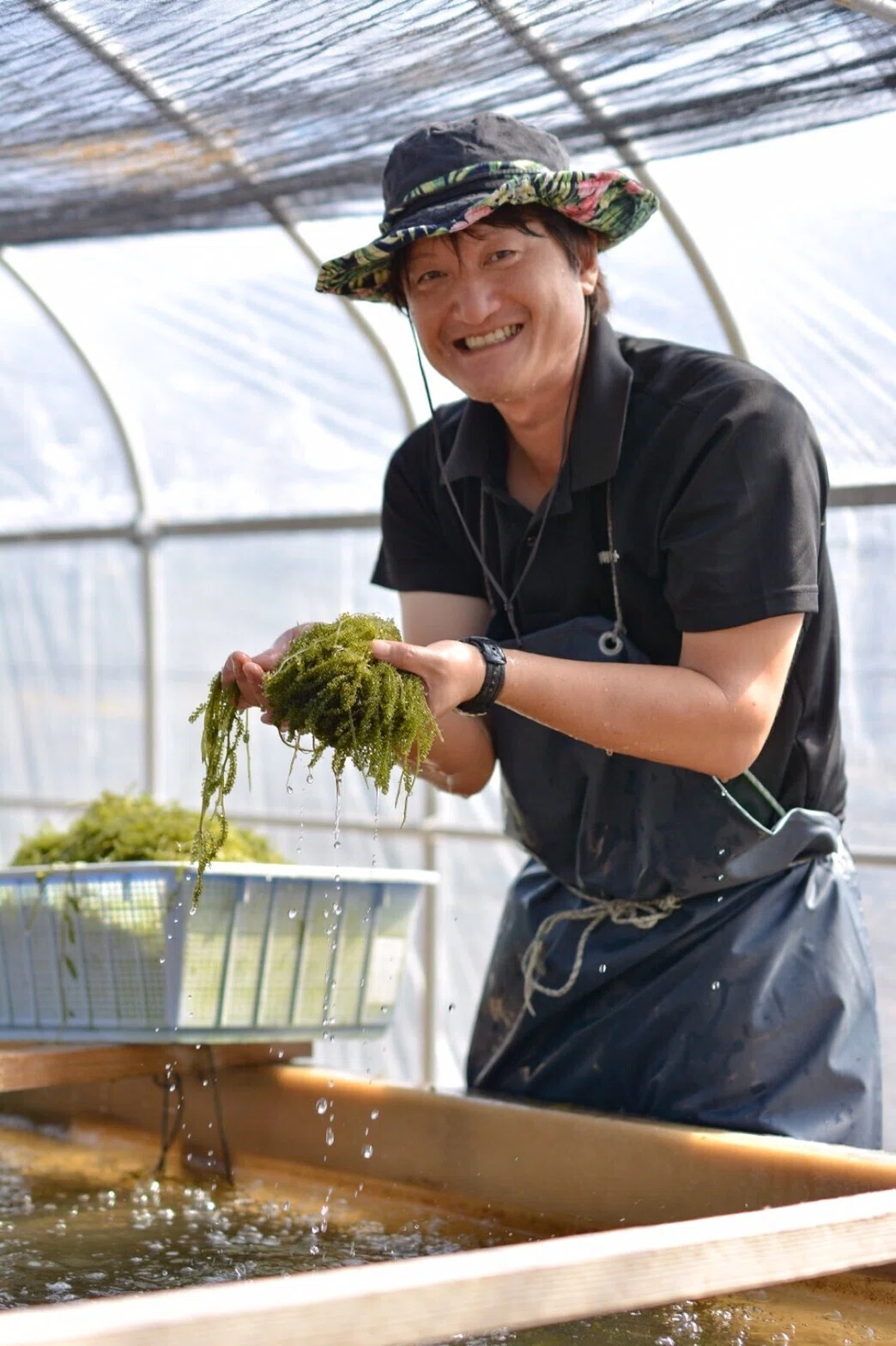 宮古島の新鮮な海ぶどうを活きたままお届け｜Let(レット)【公式】
