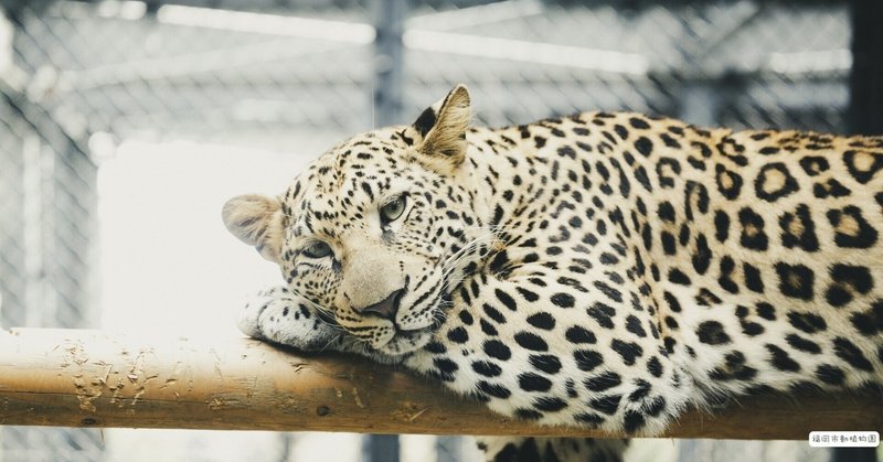 夢を叶える 動物園で働くにはどうすればいい 自称バイリンガル姐さん Note