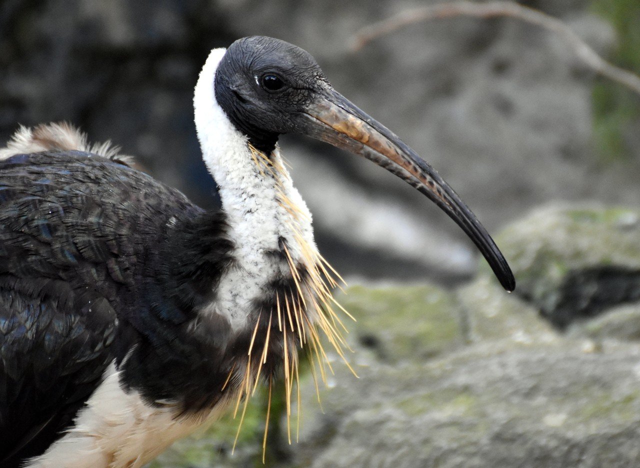 トキ科 Threskiornithidae Japaneseclass Jp トキ科 Threskiornithidae Japaneseclass Jp