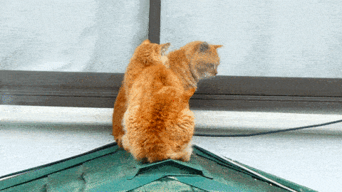 Gif動画 並ぶ猫 Reboot Note