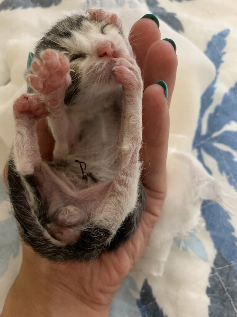 赤ちゃん猫 保護 初日編 Baby K Note