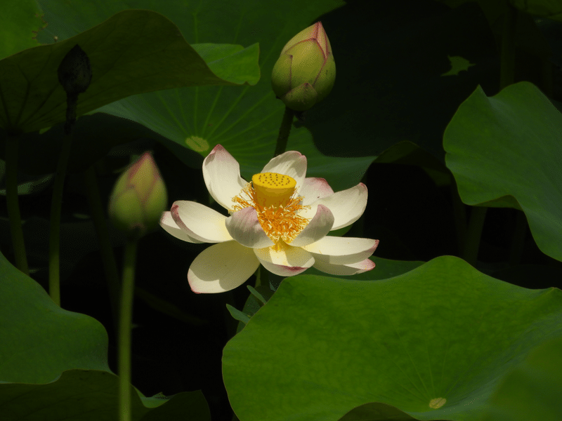 キミの為に咲く花 Aki Yo Note キミの為に咲く花 Aki Yo Note