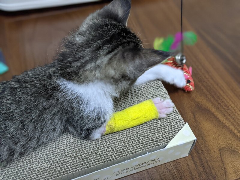 怪我した子猫の前足の回復状況とアンちゃんの名前の由来 猫のアンちゃん Note