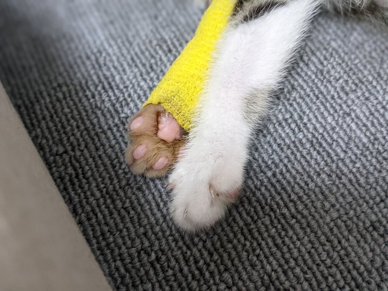 怪我した子猫の前足の回復状況とアンちゃんの名前の由来 猫のアンちゃん Note