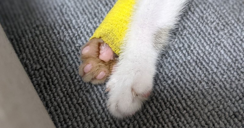 怪我した猫 の新着タグ記事一覧 Note つくる つながる とどける 怪我した猫 の新着タグ記事一覧 Note つくる つながる とどける