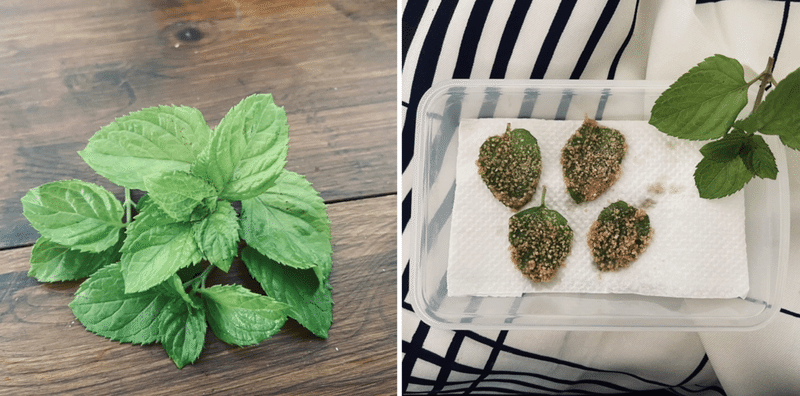 ミントはしっかり収穫 ミントを大量消費する方法 飲み物 食べ物編 ころの庭自然菜園ーハーブやアロマもー Note ミントはしっかり収穫 ミントを大量消費する方法 飲み物 食べ物編 ころの庭自然菜園ーハーブやアロマもー Note