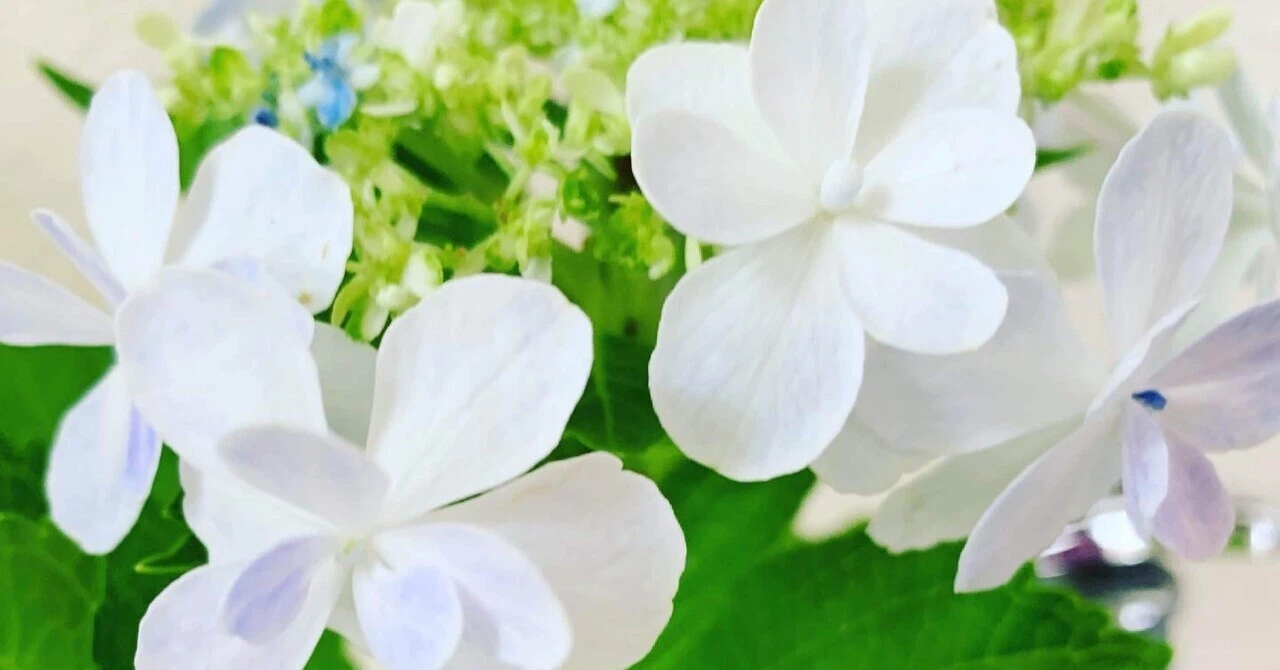白い紫陽花♡そっと自分を育んでいたのね♡花言葉は寛容さ