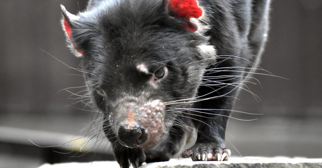タスマニアデビル繁殖でペンギン壊滅 喜多野土竜 Note
