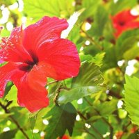 しいたけ の月刊おひつじ座 しいたけ占いのしいたけ しいたけ の月刊おひつじ座 しいたけ占いのしいたけ