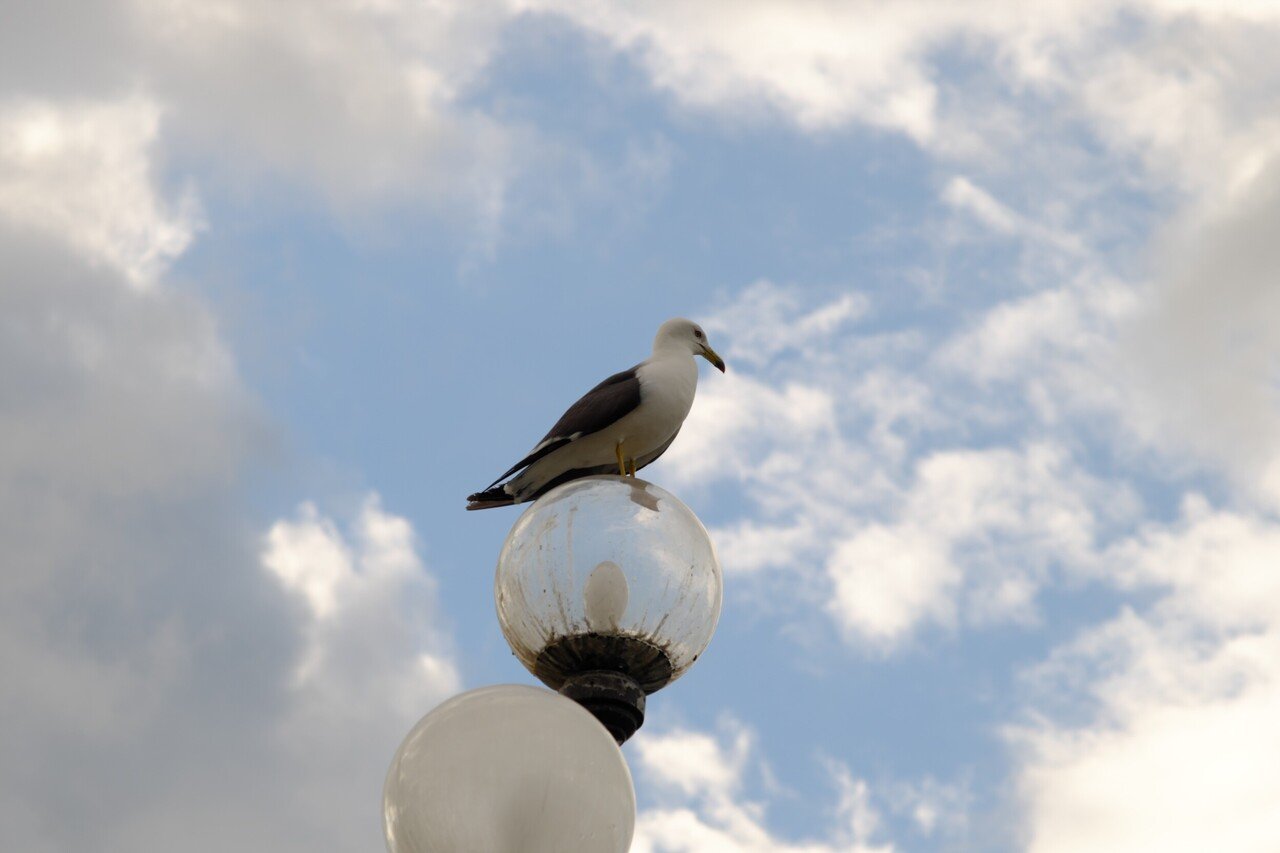 Carl Zeiss Sonnar T* 90mm F2.8 (G) を整備して，スナップ写真を撮っ