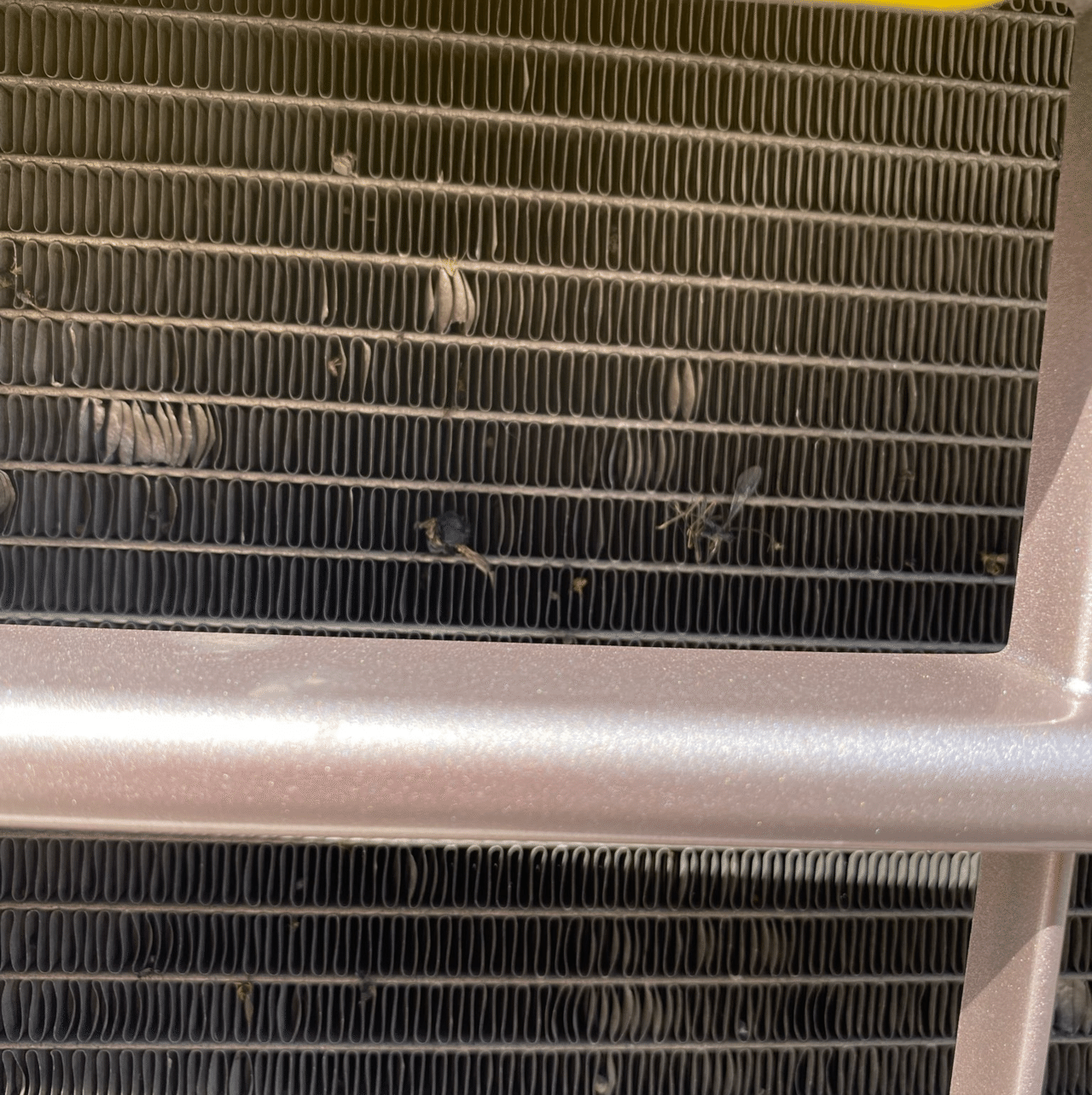 車に付いた虫対策 取り方を徹底解説 フリーライター Note 車に付いた虫対策 取り方を徹底解説 フリーライター Note