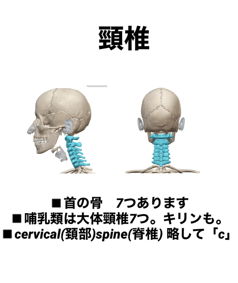 環椎 頸椎c1の話 骨勉 伊藤陵亮 整体 ヨガ 読書 Note 環椎 頸椎c1の話 骨勉 伊藤陵亮 整体 ヨガ 読書 Note