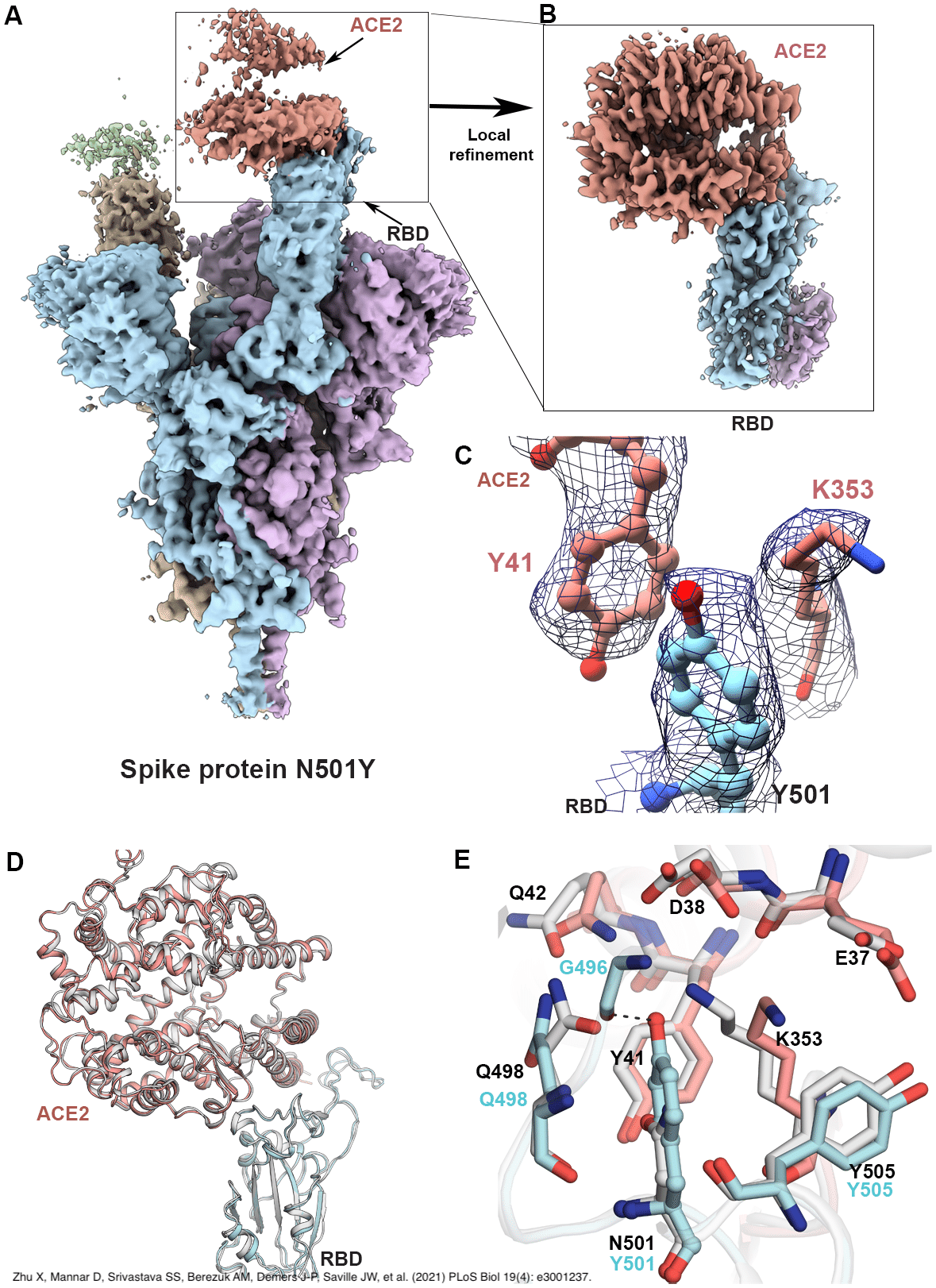 変異株とその表記について｜柞刈湯葉
