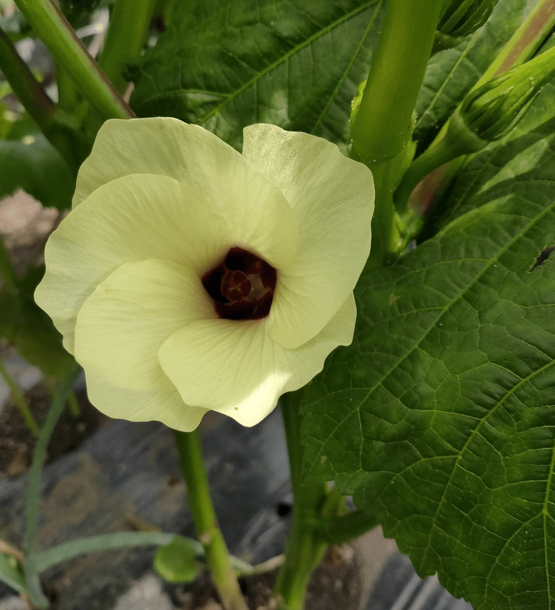 野菜の花のうた ノリノリ Note 野菜の花のうた ノリノリ Note