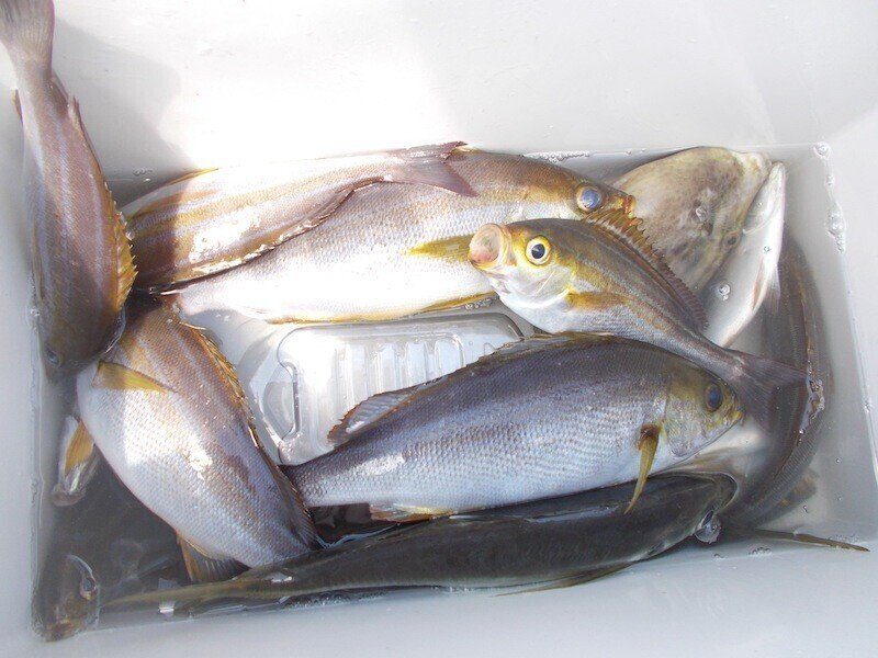 3.4kgのクエが登場！｜あまさけや丸