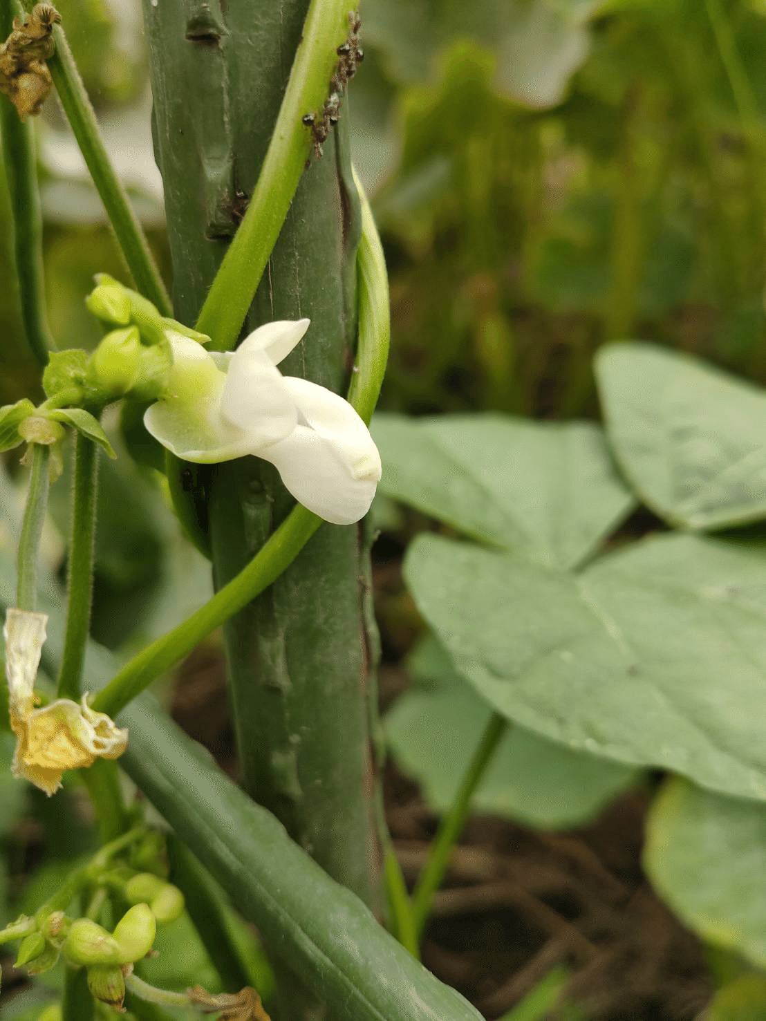 野菜の花のうた ノリノリ Note 野菜の花のうた ノリノリ Note