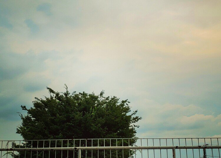 新しいアトリエのテラスからの広い空。
モサモサと大木が穏やかに揺れて、どうやら歓迎してくれてるみたいです。
これからどうぞよろしくね。


#moritaMiW #森田MiW #もりたみう #モリタミウ #atelierbuomi #アトリエブウミ #love #sky #summer #空 #佳い一日の終わり