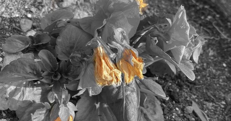 枯れた花にも華がある の新着タグ記事一覧 Note つくる つながる とどける