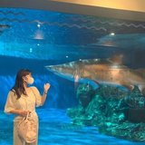 しおり🦖/博物館・水族館ガイド