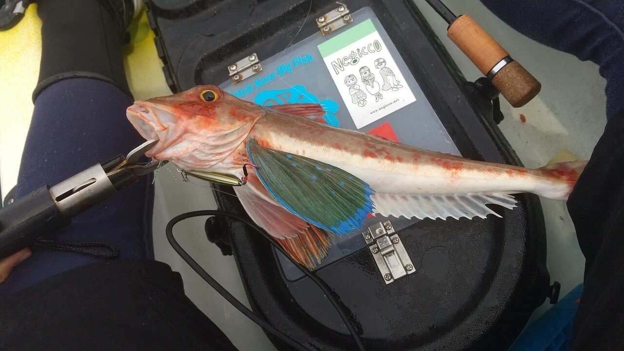 パドラーナS56/59 LIGHT インプレ｜フクシマ アキラ