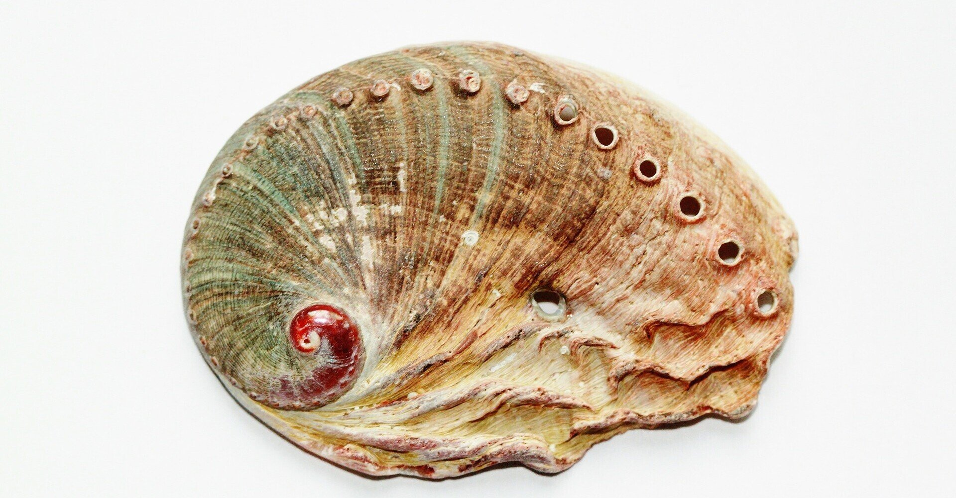 アワビの貝殻コスメ/美容