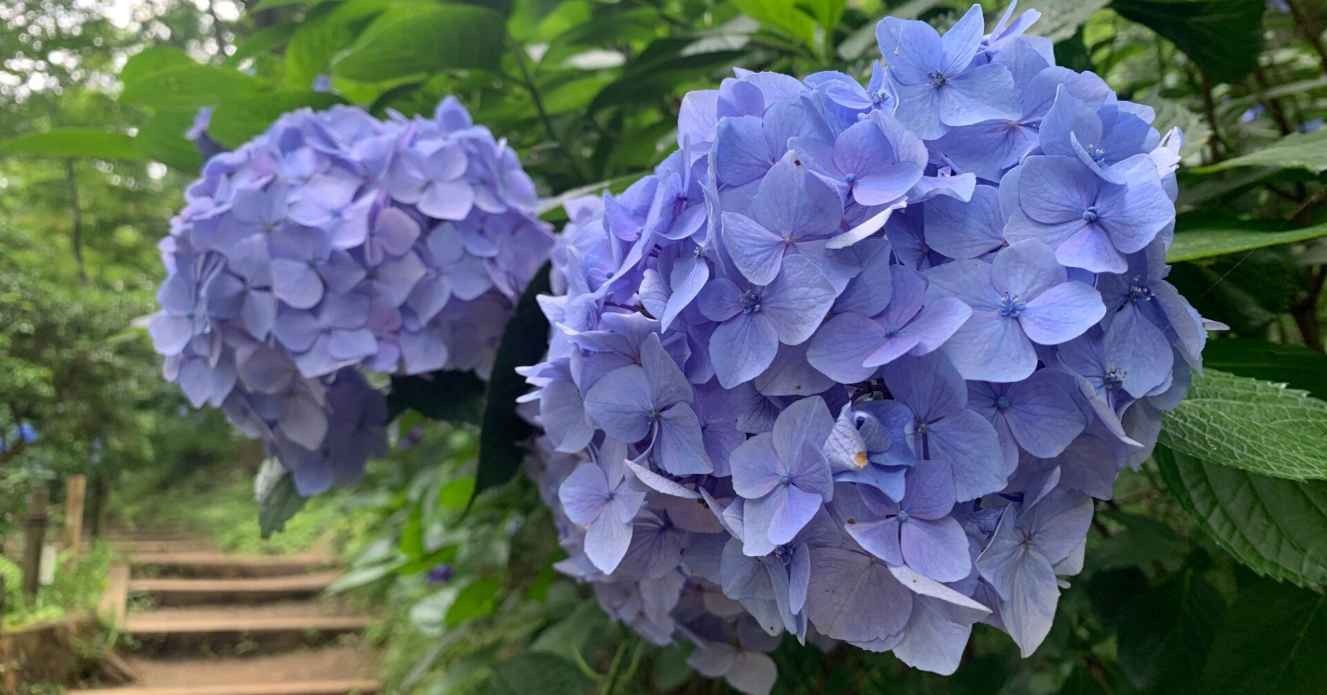 好きな和歌を語るだけの話】紫陽花の八重咲く如く八つ代にを/橘諸兄｜ねえ