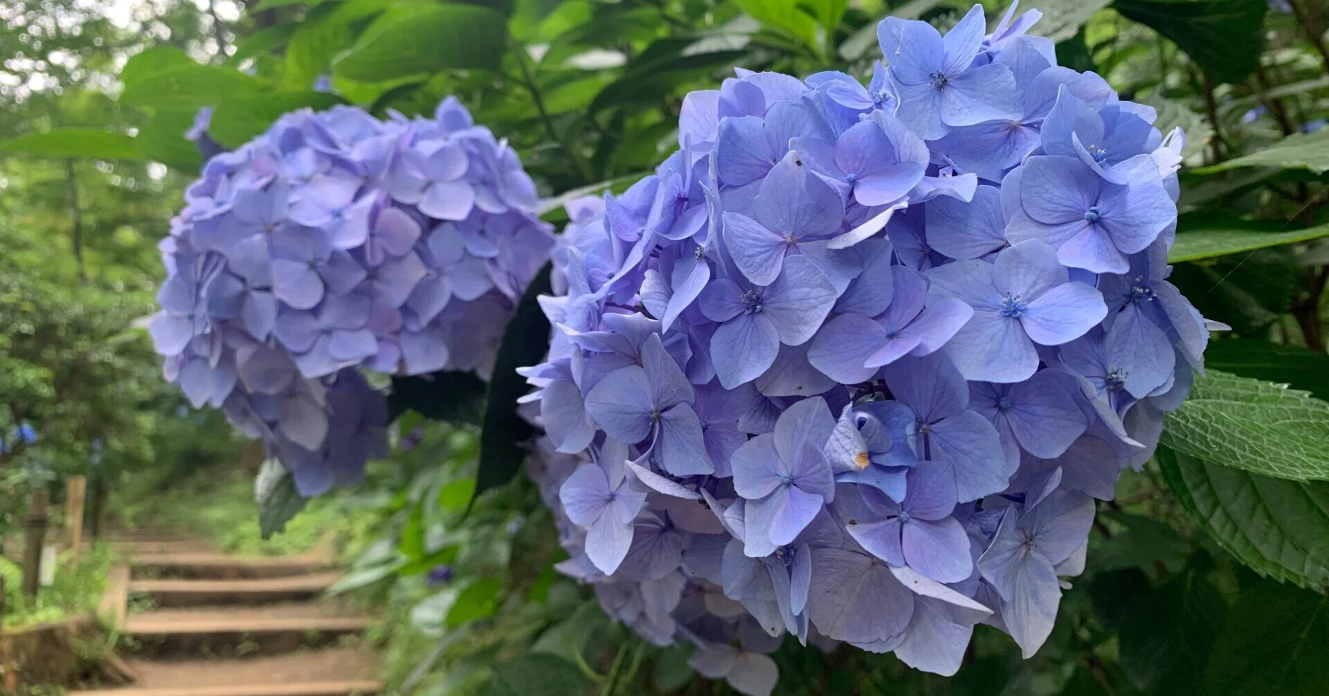 好きな和歌を語るだけの話】紫陽花の八重咲く如く八つ代にを/橘諸兄｜ねえ